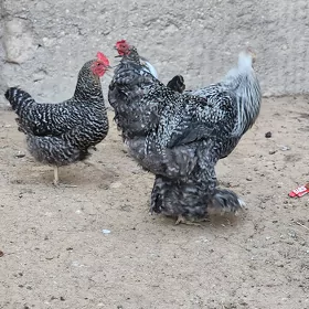Towuk daminat