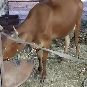 Sygyr