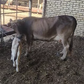Goleli sygyr