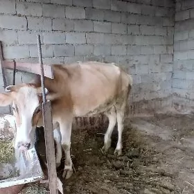 Goleli sygyr