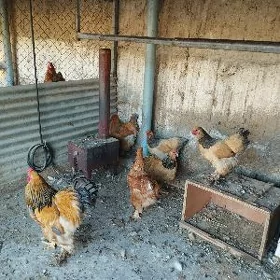brama yumurtga