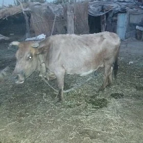 goleli sygyr