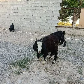 Geçi