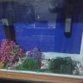 akvarium