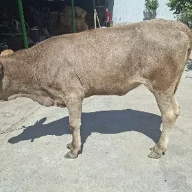 Tüwe