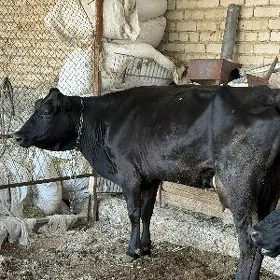 Sygyr