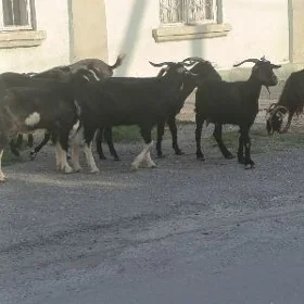 GEÇI ERKEÇ
