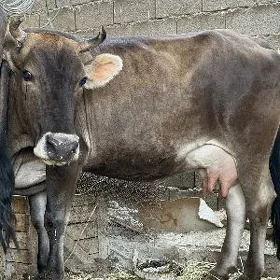 Sygyr