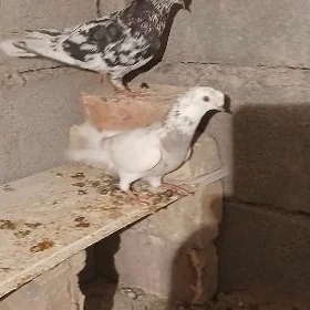 kerderi