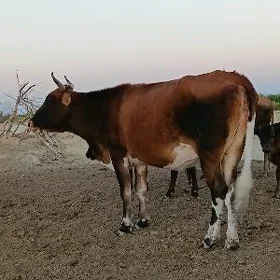 sygyr
