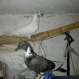 Kepderi