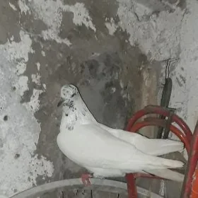Kepderi