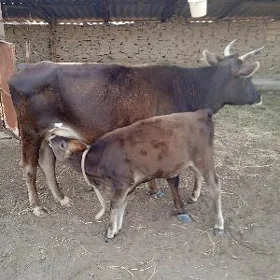 Goleli sygyr