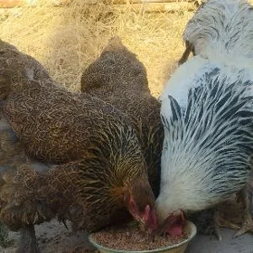 Brama
