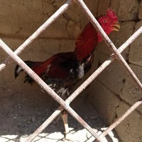 Taşkent horaz