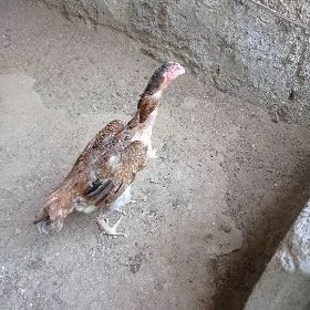 Taşkent maki