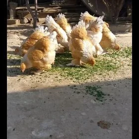 brama