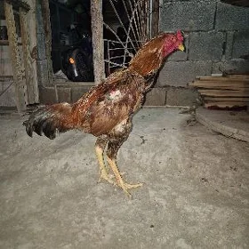 taşkent