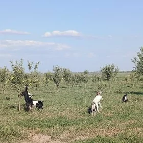 çewiş