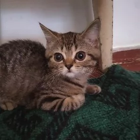 котëнок шиншилла