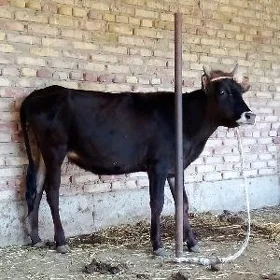 Tüwe 1 ýaş 2 aýlyk Baka Goýlan