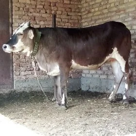 Tuwe Gibrit 1 ýaş 6 aýlyk