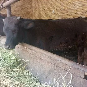 Öküzce