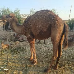 Owşuk