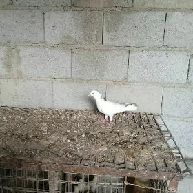Kepderi