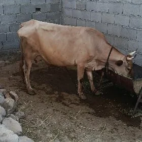 Göleli bogoz sygyr