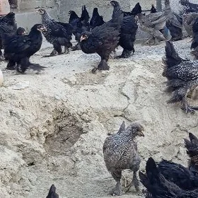 Balgar Brama jüjeler