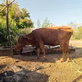 bogaz sygyr