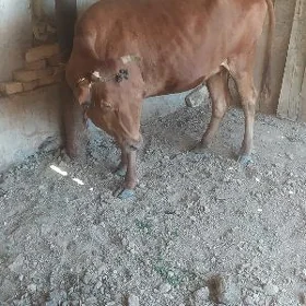 Bogoz sygyr
