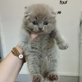 котята шотландские