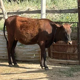 Gunajyn
