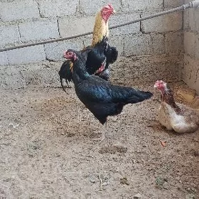 baysow horaz