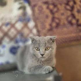 Paroda Pişik