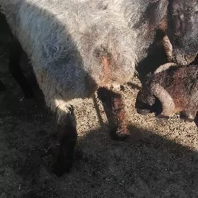 goç