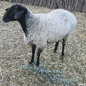 Goýun