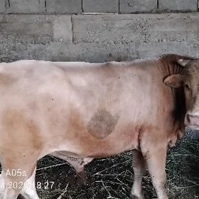 Öküz