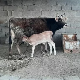 goleli sygyr