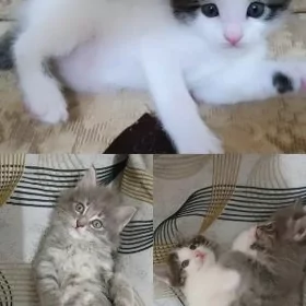 котята