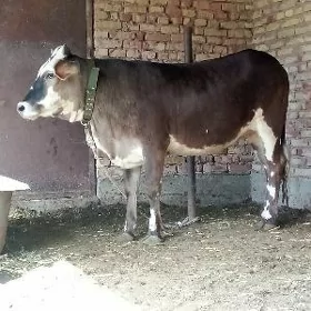 Gibrit Tüwe Bskylgy 1 ýaş 6 aý