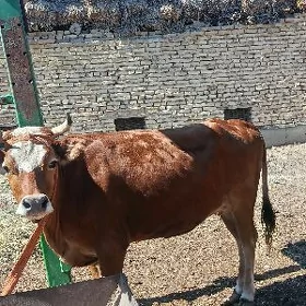 бомба семиз унаджын