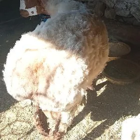 goç
