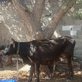 Gibrit Goleli sygyr