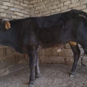 ŞWES  OKÜZ.  TOHUM  ARASSA