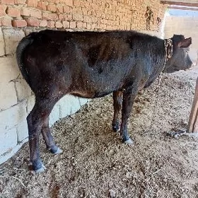 semiz tüwe