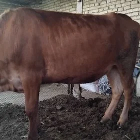 semiz unajyn