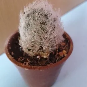 КАКТУСЫ И ГОРШКИ ДЛЯ ЦВЕТОВ